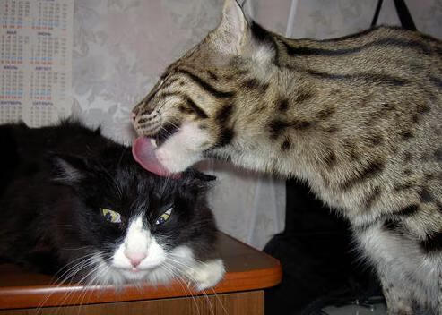 绿军心脏抢七夜跳动最烈处，只刻一个名字，塔图姆